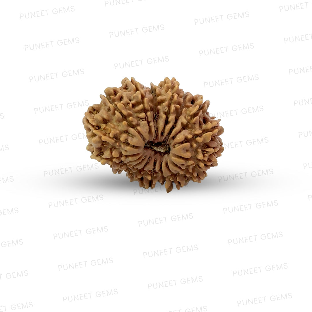 17 Mukhi Nepali Rudraksha (Medium)