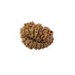 17 Mukhi Nepali Rudraksha (Medium)