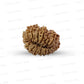 17 Mukhi Nepali Rudraksha (Medium)