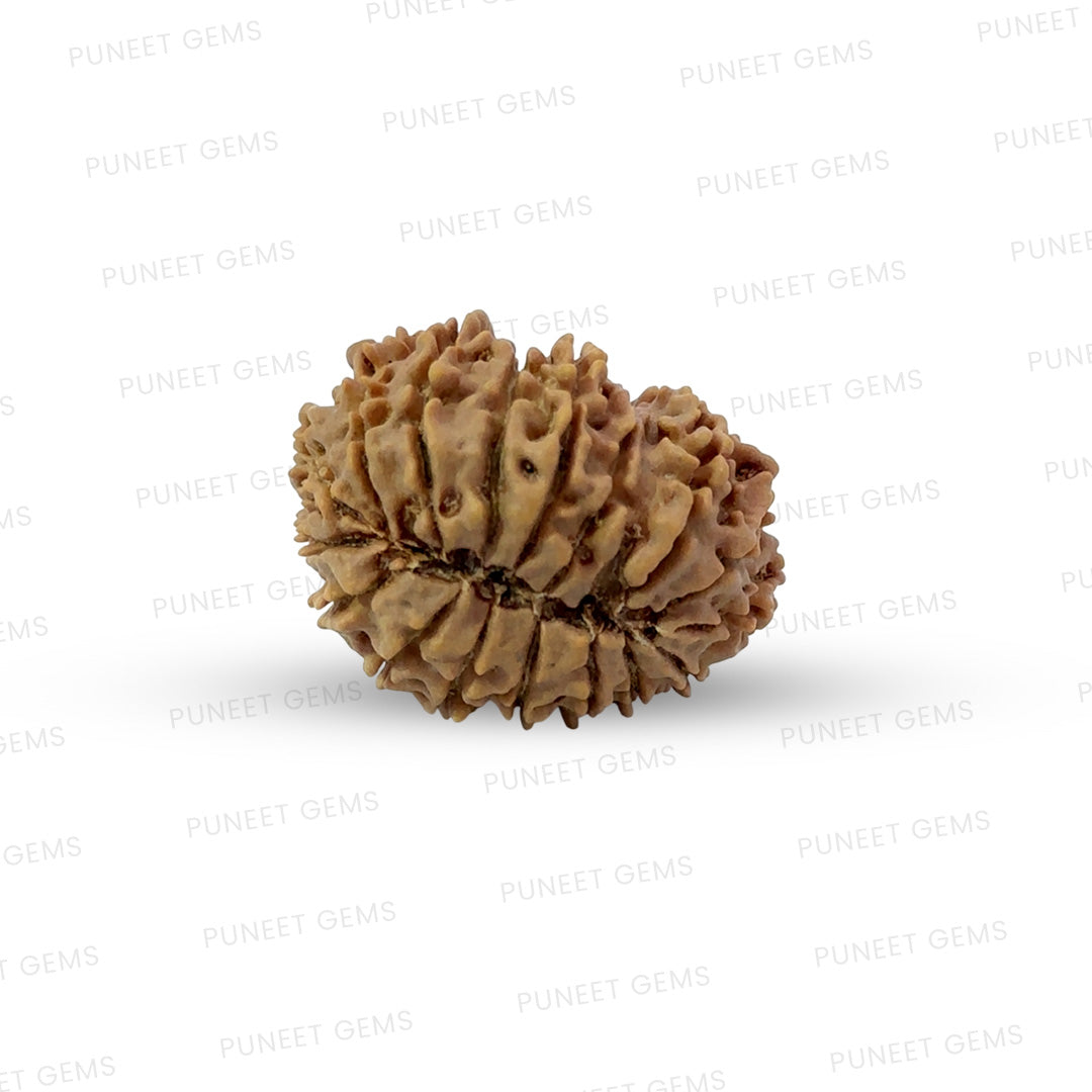 17 Mukhi Nepali Rudraksha (Medium)
