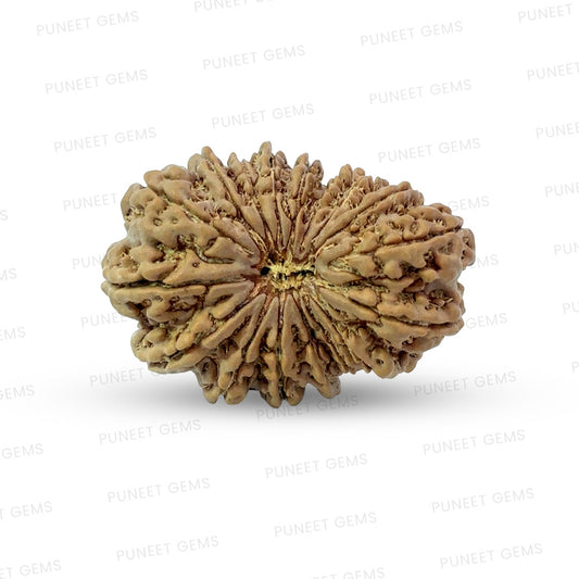 17 Mukhi Nepali Rudraksha (Super Collector Beads)