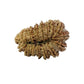 17 Mukhi Nepali Rudraksha (Super Collector Beads)