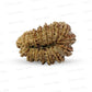 17 Mukhi Nepali Rudraksha (Super Collector Beads)