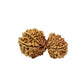 17 Mukhi Gauri Shankar Nepali Rudraksha (Big)