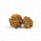 17 Mukhi Gauri Shankar Nepali Rudraksha (Big)