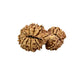 17 Mukhi Gauri Shankar Nepali Rudraksha (Big)