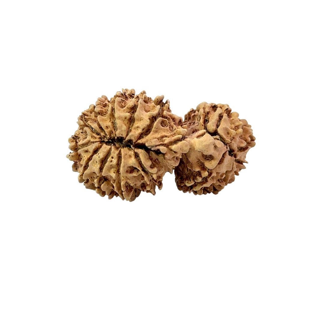 17 Mukhi Gauri Shankar Nepali Rudraksha (Big)