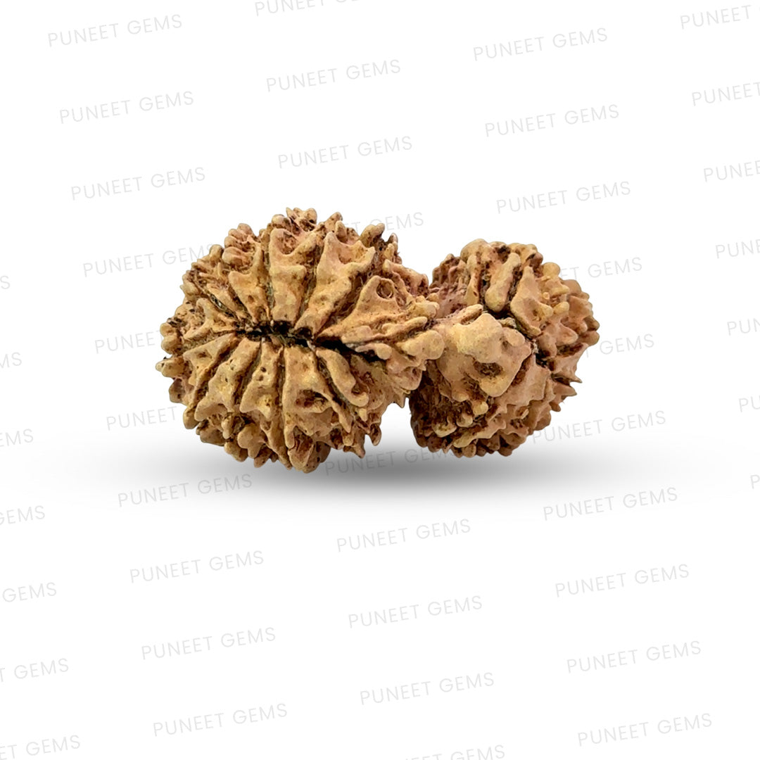 17 Mukhi Gauri Shankar Nepali Rudraksha (Big)