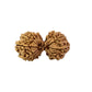 17 Mukhi Gauri Shankar Nepali Rudraksha (Big)