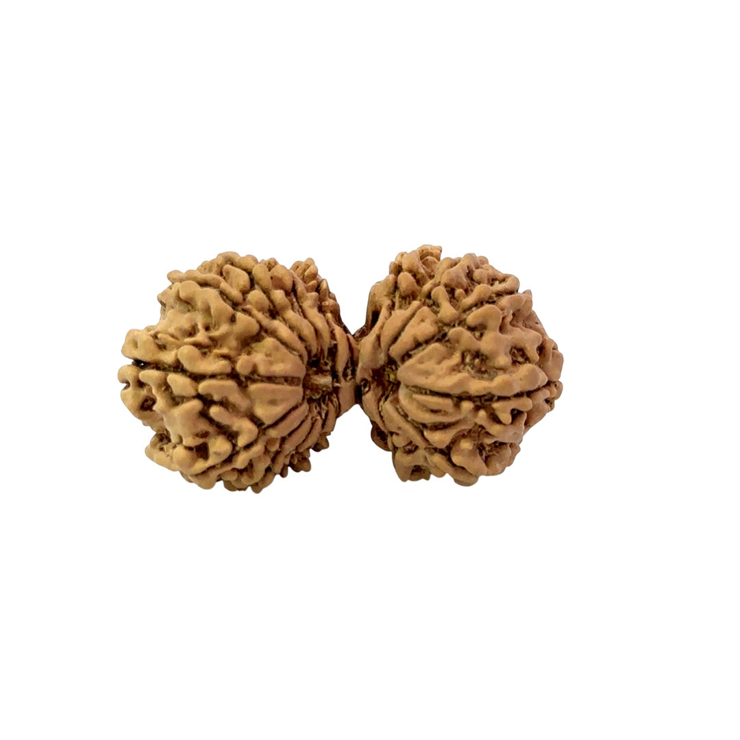 17 Mukhi Gauri Shankar Nepali Rudraksha (Big)