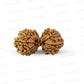 17 Mukhi Gauri Shankar Nepali Rudraksha (Big)