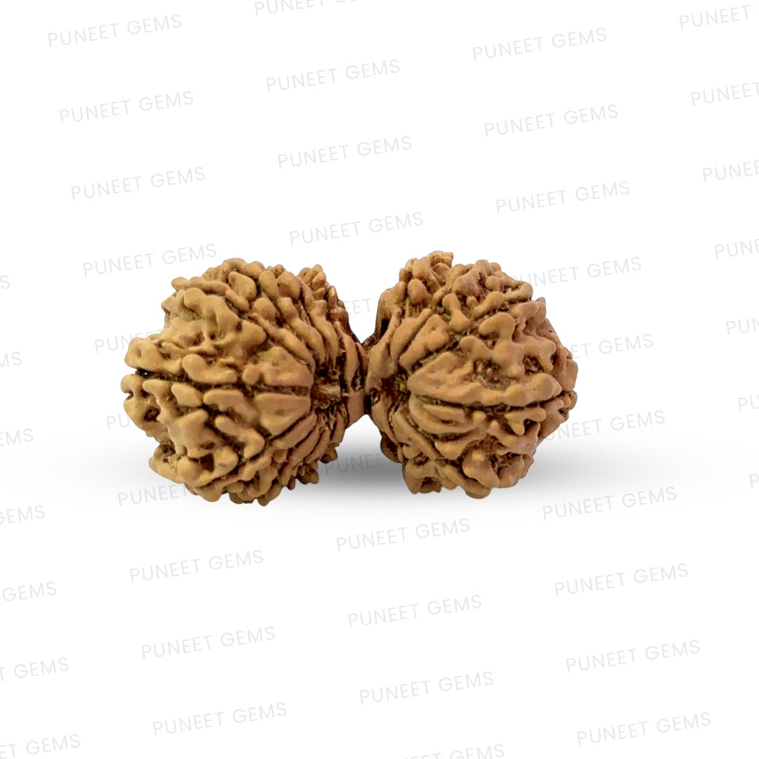 17 Mukhi Gauri Shankar Nepali Rudraksha (Big)