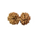 17 Mukhi Gauri Shankar Nepali Rudraksha (Big)