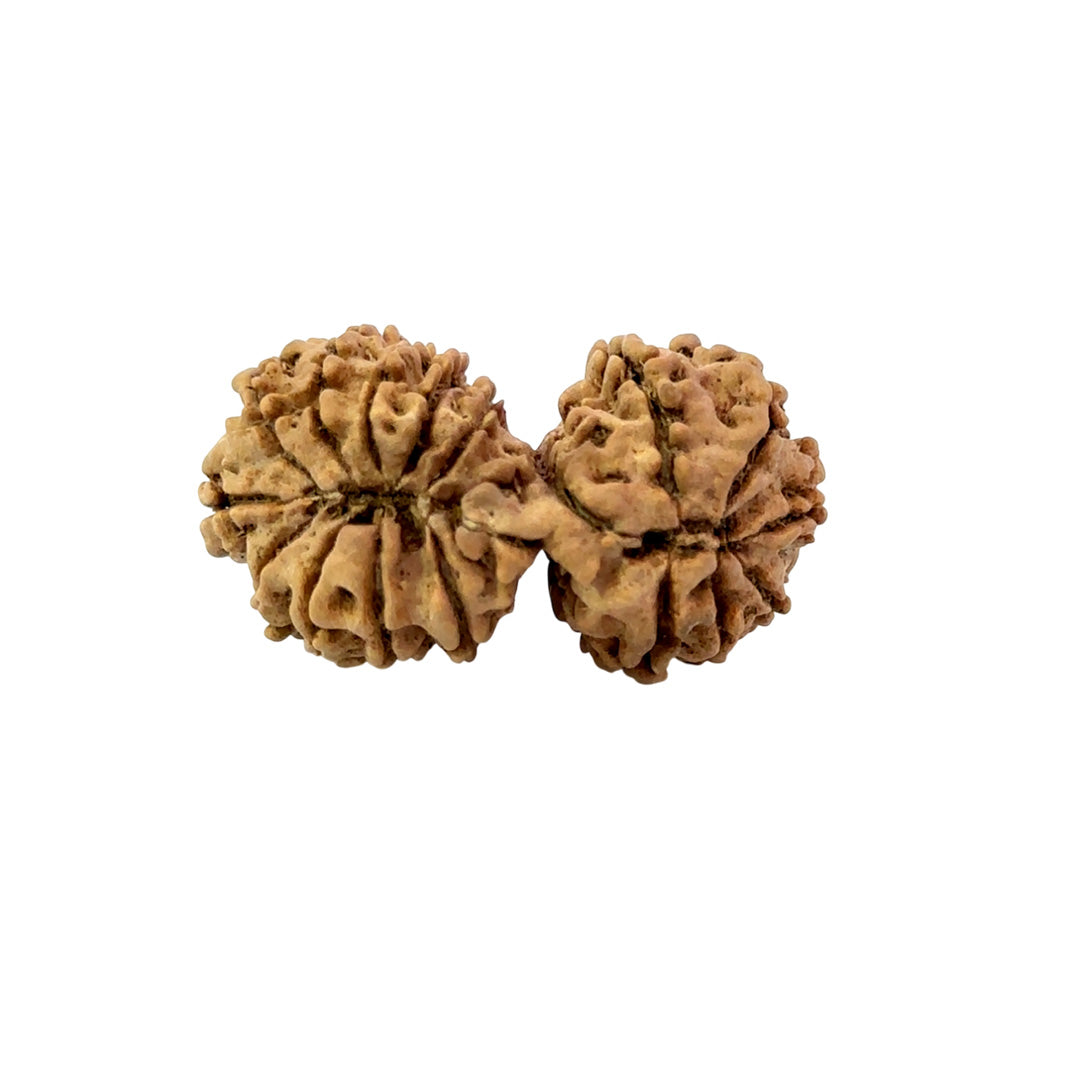 17 Mukhi Gauri Shankar Nepali Rudraksha (Big)