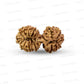 17 Mukhi Gauri Shankar Nepali Rudraksha (Big)