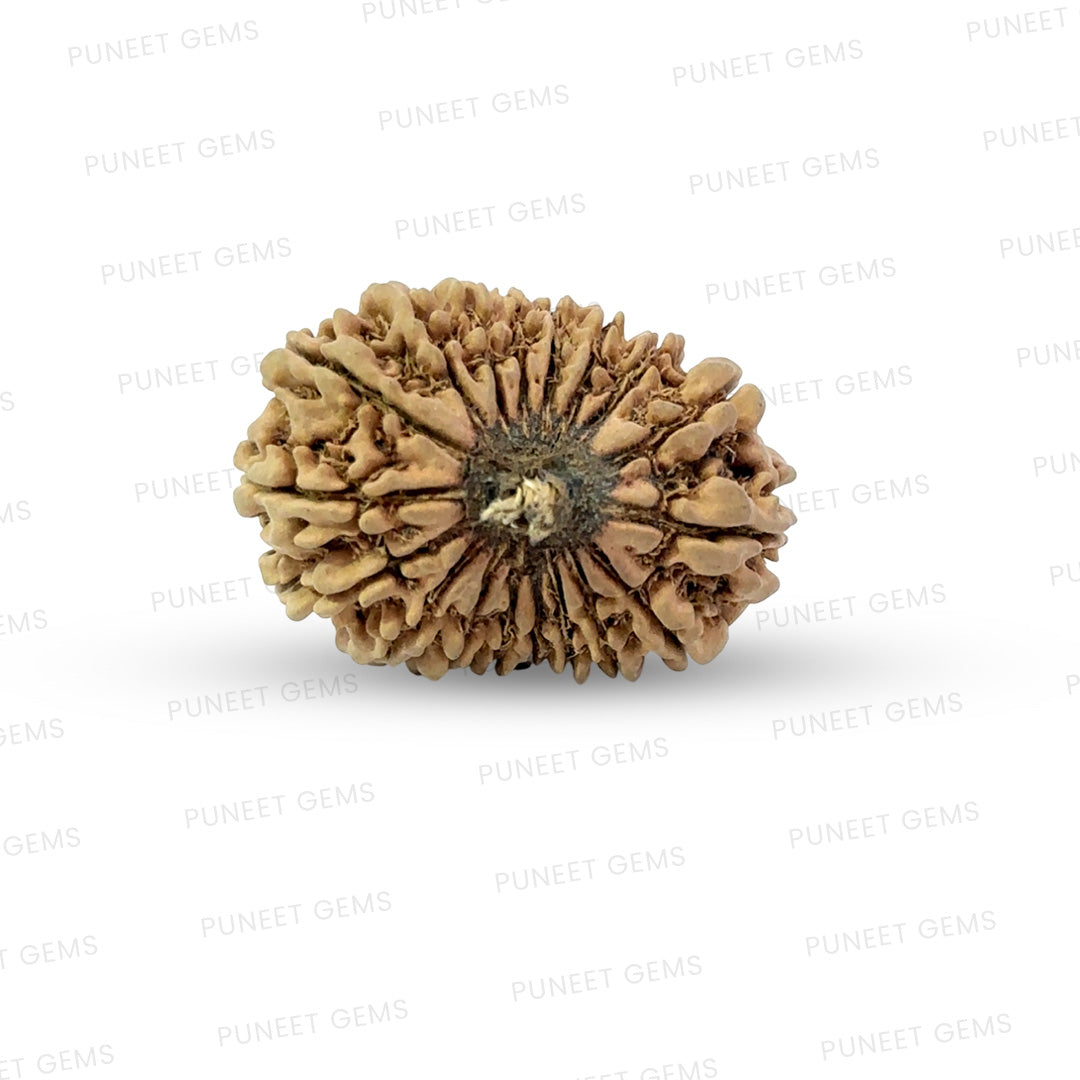 18 Mukhi Nepali Rudraksha (Big)