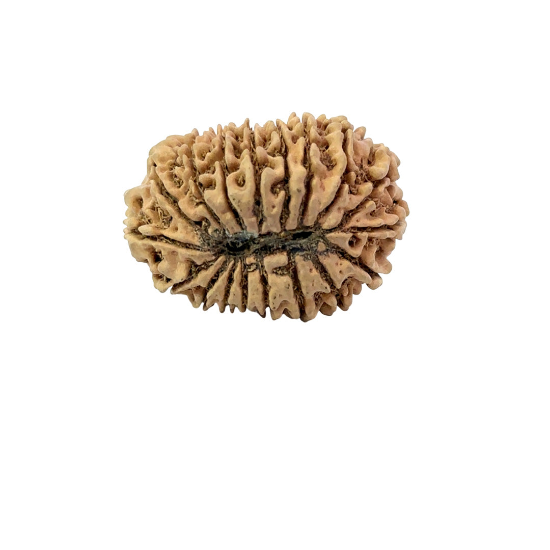 18 Mukhi Nepali Rudraksha (Big)