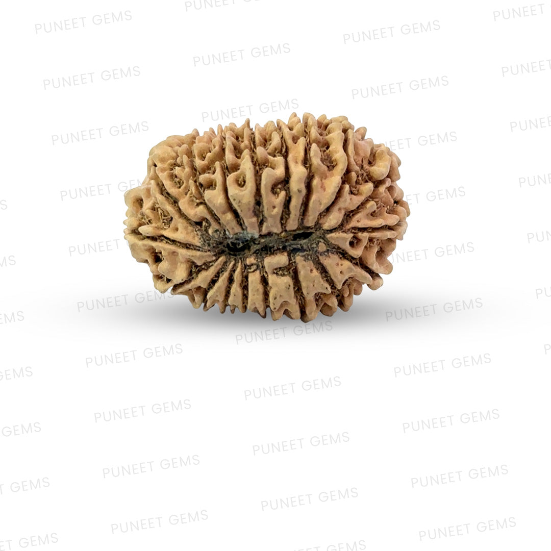 18 Mukhi Nepali Rudraksha (Big)