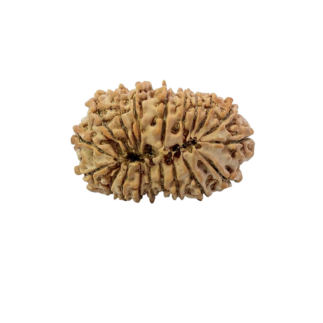 19 Mukhi Nepali Rudraksha (Antik)