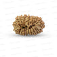 19 Mukhi Nepali Rudraksha (Antik)