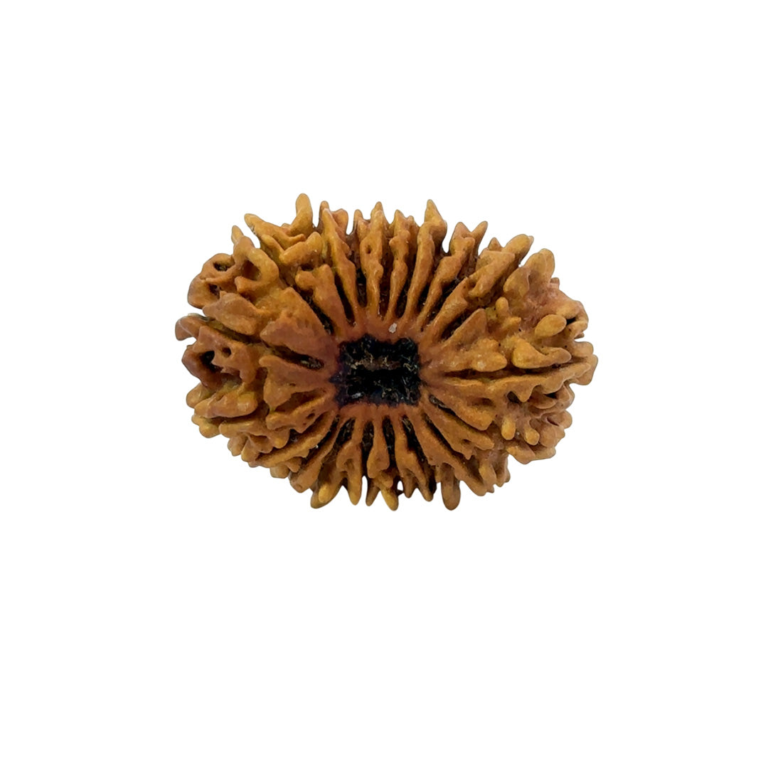 19 Mukhi Nepali Rudraksha (Antik)