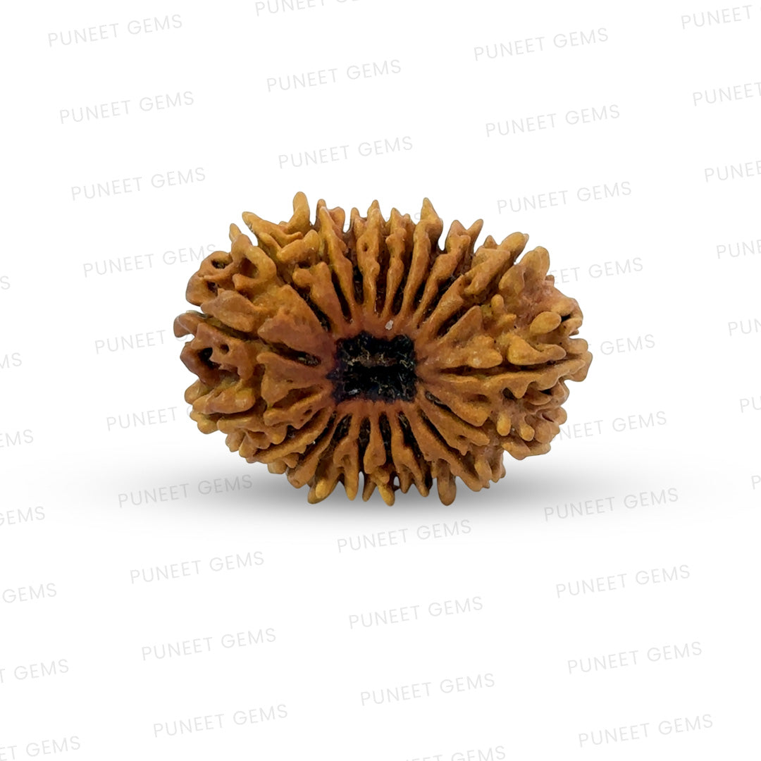 19 Mukhi Nepali Rudraksha (Antik)