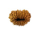 19 Mukhi Nepali Rudraksha (Antik)