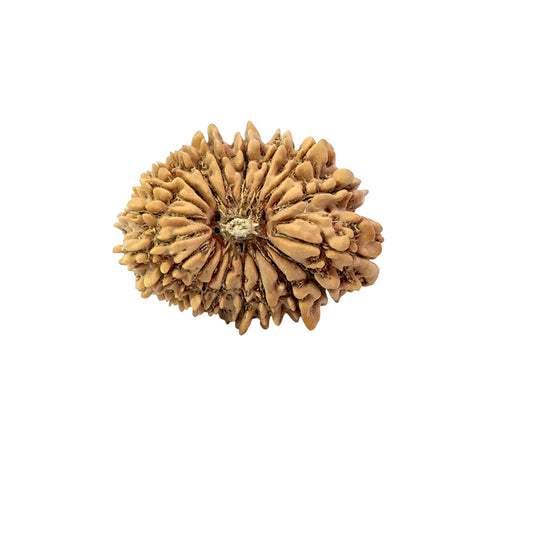 19 Mukhi Nepali Rudraksha (Antik)