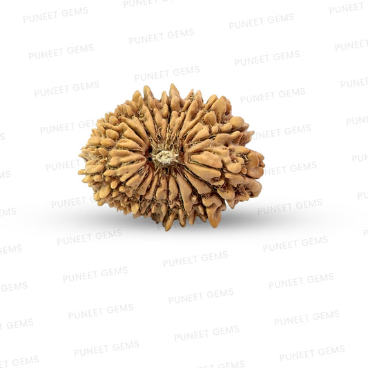 19 Mukhi Nepali Rudraksha (Antik)