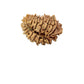 19 Mukhi Nepali Rudraksha (Antik)