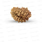 19 Mukhi Nepali Rudraksha (Antik)