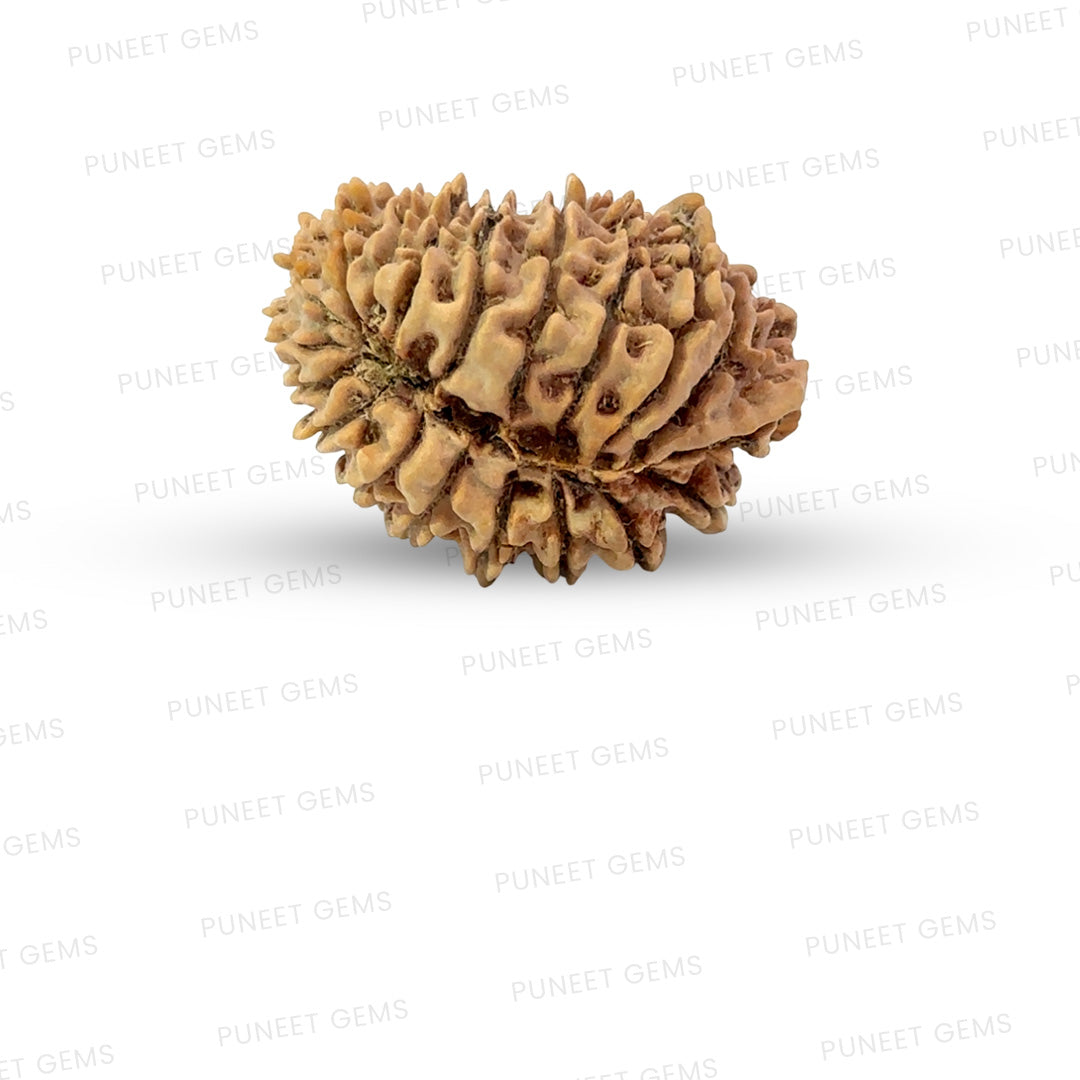 19 Mukhi Nepali Rudraksha (Antik)