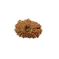 19 Mukhi Nepali Rudraksha (Medium)