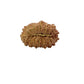 19 Mukhi Nepali Rudraksha (Medium)