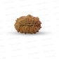 19 Mukhi Nepali Rudraksha (Medium)