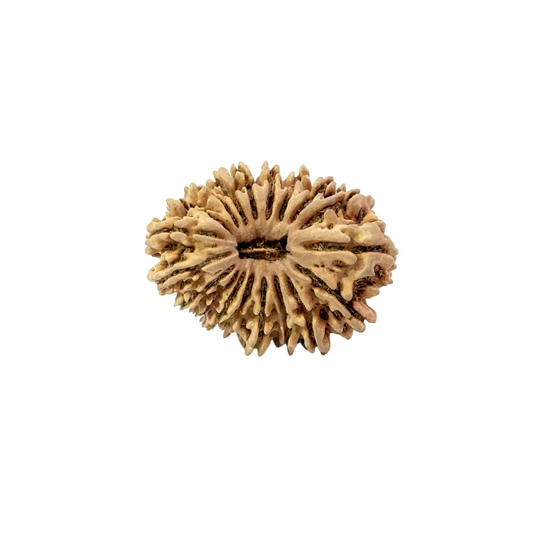 19 Mukhi Nepali Rudraksha (Medium)