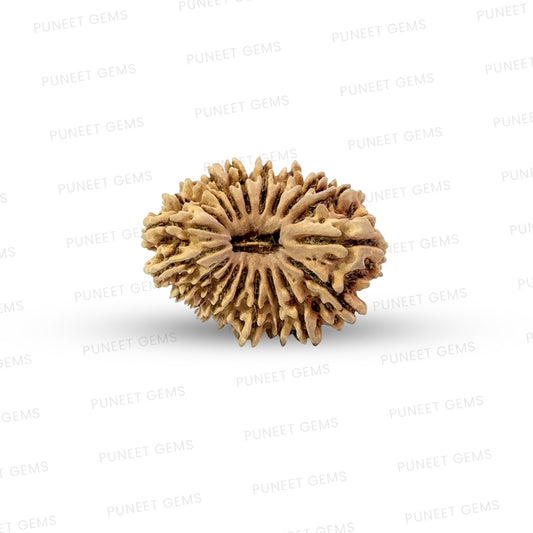 19 Mukhi Nepali Rudraksha (Medium)