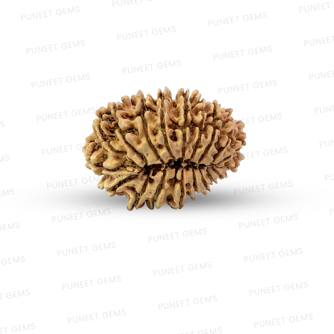 19 Mukhi Nepali Rudraksha (Medium)
