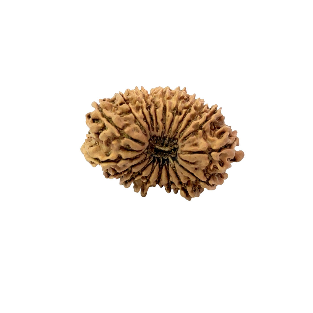 19 Mukhi Nepali Rudraksha (Medium)