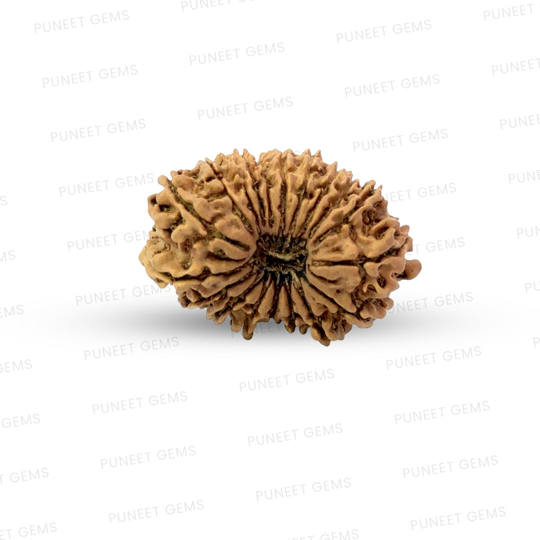 19 Mukhi Nepali Rudraksha (Medium)