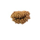 19 Mukhi Nepali Rudraksha (Medium)