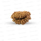 19 Mukhi Nepali Rudraksha (Medium)