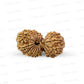 19 Mukhi Gauri Shankar Nepali Rudraksha (Big)