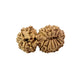 19 Mukhi Gauri Shankar Nepali Rudraksha (Big)