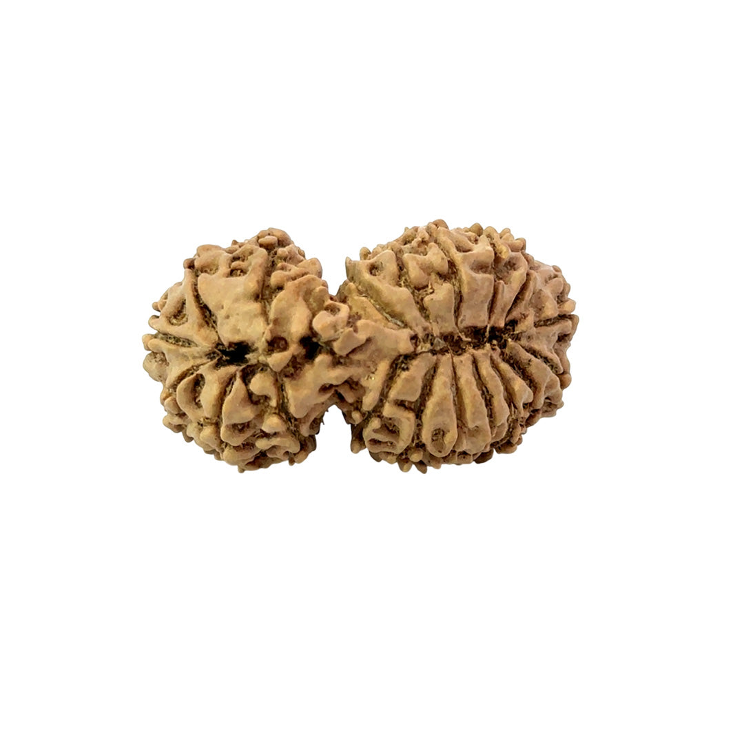 19 Mukhi Gauri Shankar Nepali Rudraksha (Big)