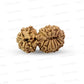 19 Mukhi Gauri Shankar Nepali Rudraksha (Big)
