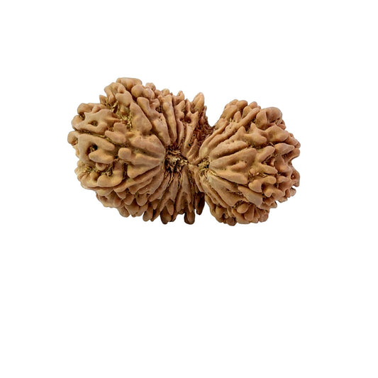 19 Mukhi Gauri Shankar Nepali Rudraksha (Big)