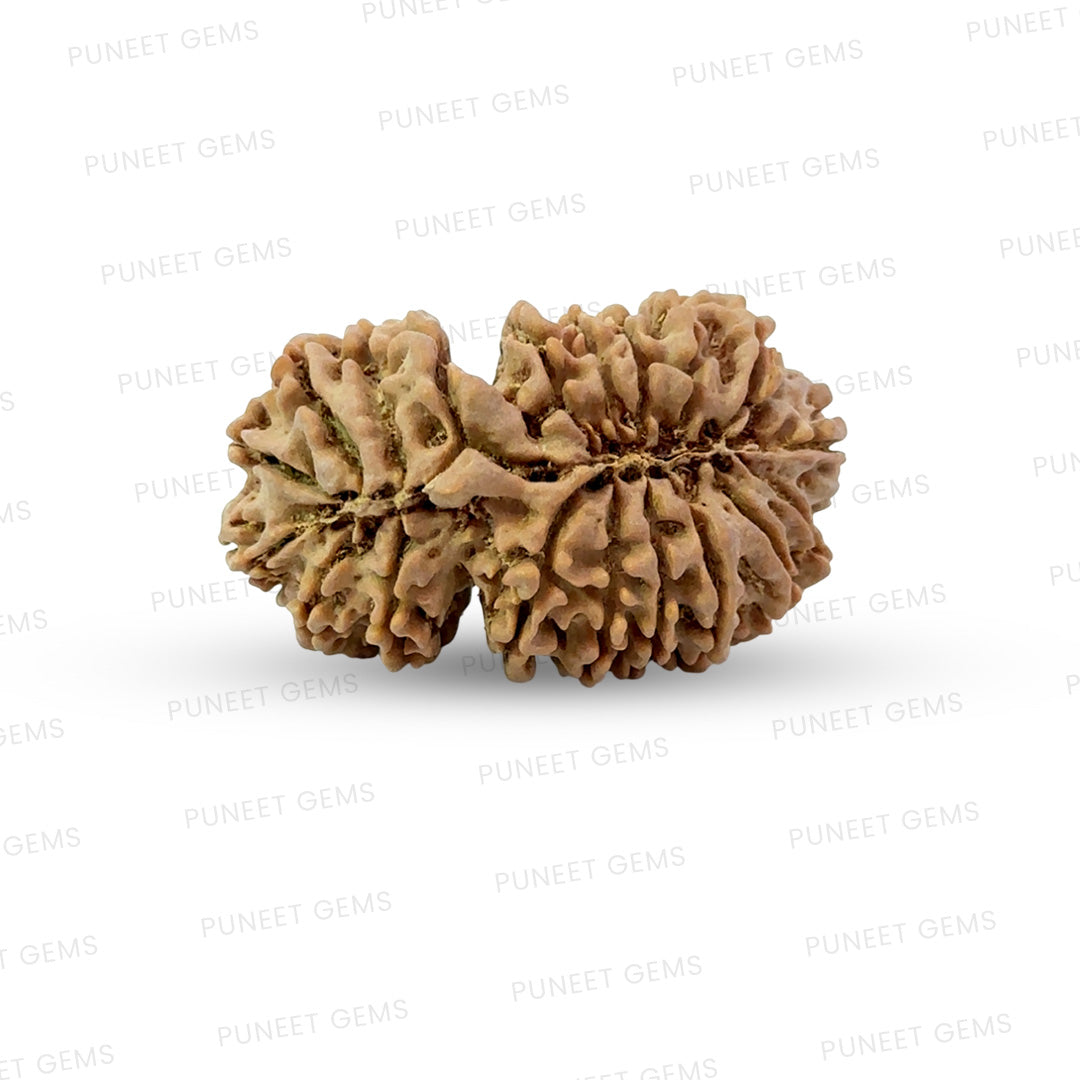 19 Mukhi Gauri Shankar Nepali Rudraksha (Big)
