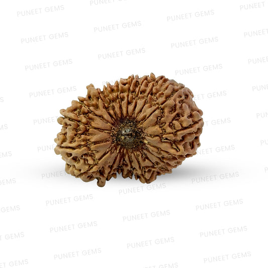 20 Mukhi Nepali Rudraksha (Super Collector Beads) Contact us for Price