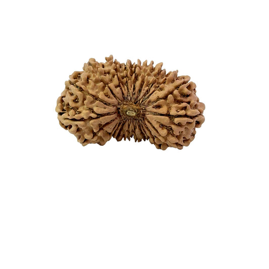 21 Mukhi Nepali Rudraksha (Super Collector Beads) Contact us for Price